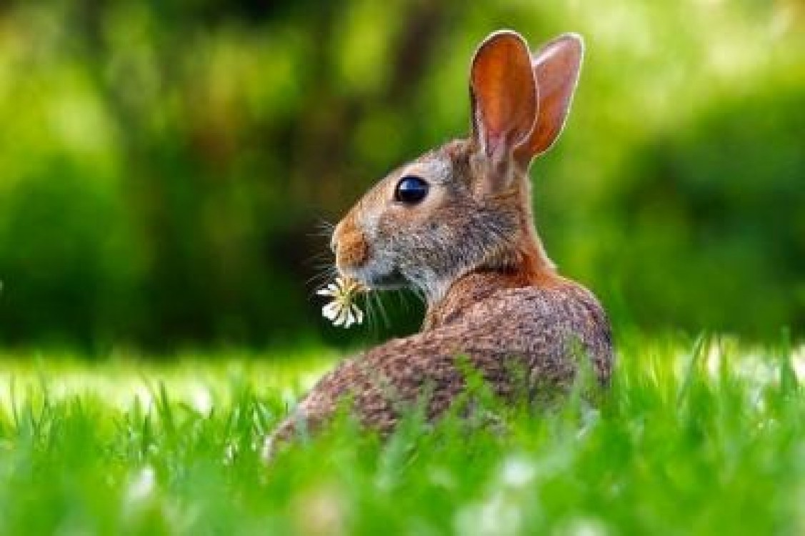 APIA accepta deja cereri de plata pentru cresterea animalelor