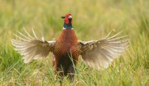 APIA incepe platile din pachetul 