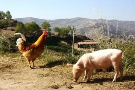 APIA: Platile sub forma de ajutor pentru cei care cresc porci si pasari, activate