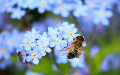 apicultorii-solicitare-privind-oprirea-insecticidele-neonicotinoide