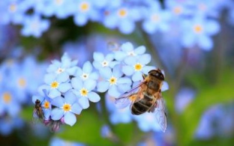 Apicultorii, solicitare privind oprirea insecticidele neonicotinoide