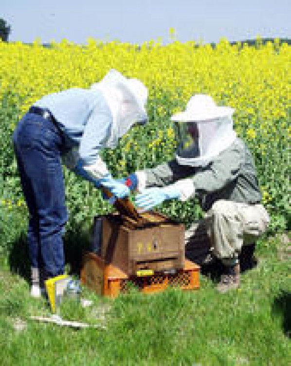 Mierea de rapiţă, bună pentru cardiaci