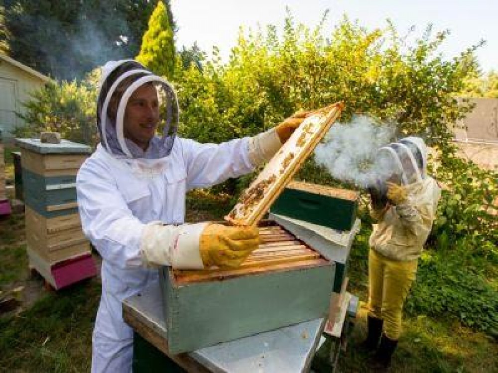 Cererile pentru fondurile prin Programul National Apicol se depun pana la 1 august