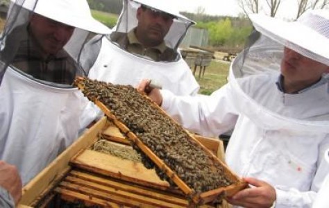 Mierea in lantul valoric, proiect initiat de World Vision Romania