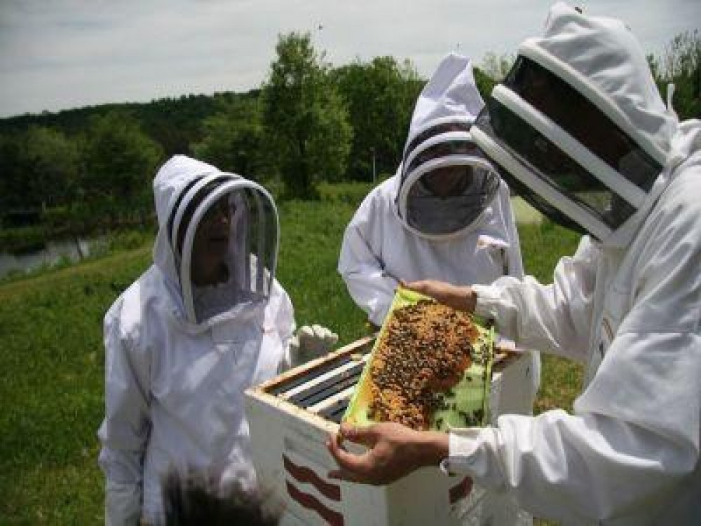 O noua runda de discutii intre apicultori si reprezentantii Ministerului Agriculturii
