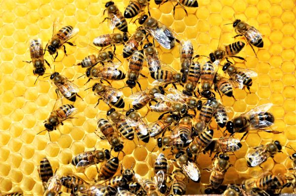 apicultura-bolile-necontagioase-ale-albinelor