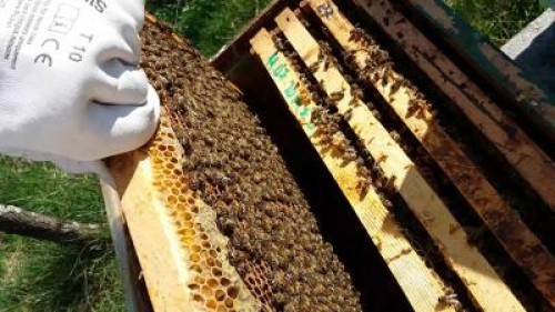 Oros, MADR: Depunerea cererilor de plata pentru PNA, posibila pana la 1 septembrie