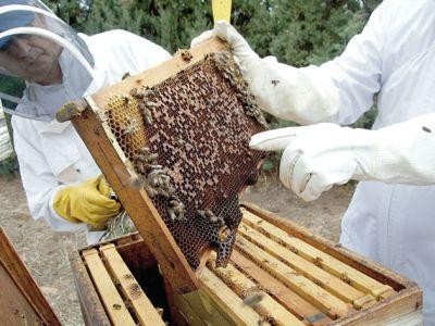 Apicultorii vor sa ceara de la MADR ajutor de minimis pentru anul acesta