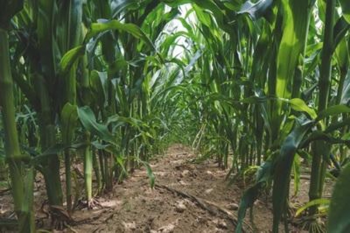 Productii mari se obtin cu o fertilizare optima