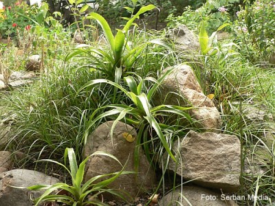 Aranjament de grădină cu plante epifite: Bilbergia