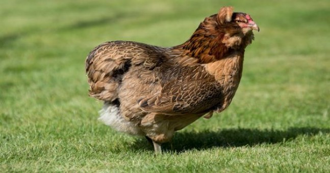 Gainile Araucana: Tot ce trebuie sa stii despre rasa cu oua albastre