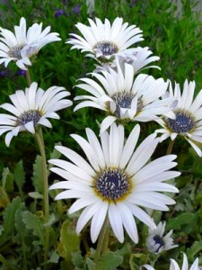 Arctotis L. sau Margareta africană