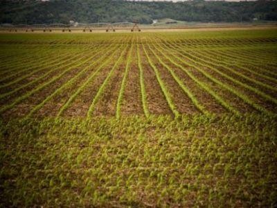 Preturile medii ale produselor agricole, pe baza carora se calculeaza impozitul pe arenda
