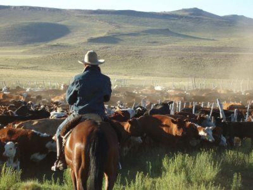 Romania fura meserie de la crescatorii argentinieni de bovine