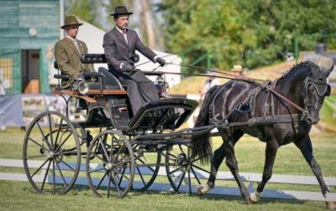 Armasar romanesc, anuntat campion mondial de catre Romsilva