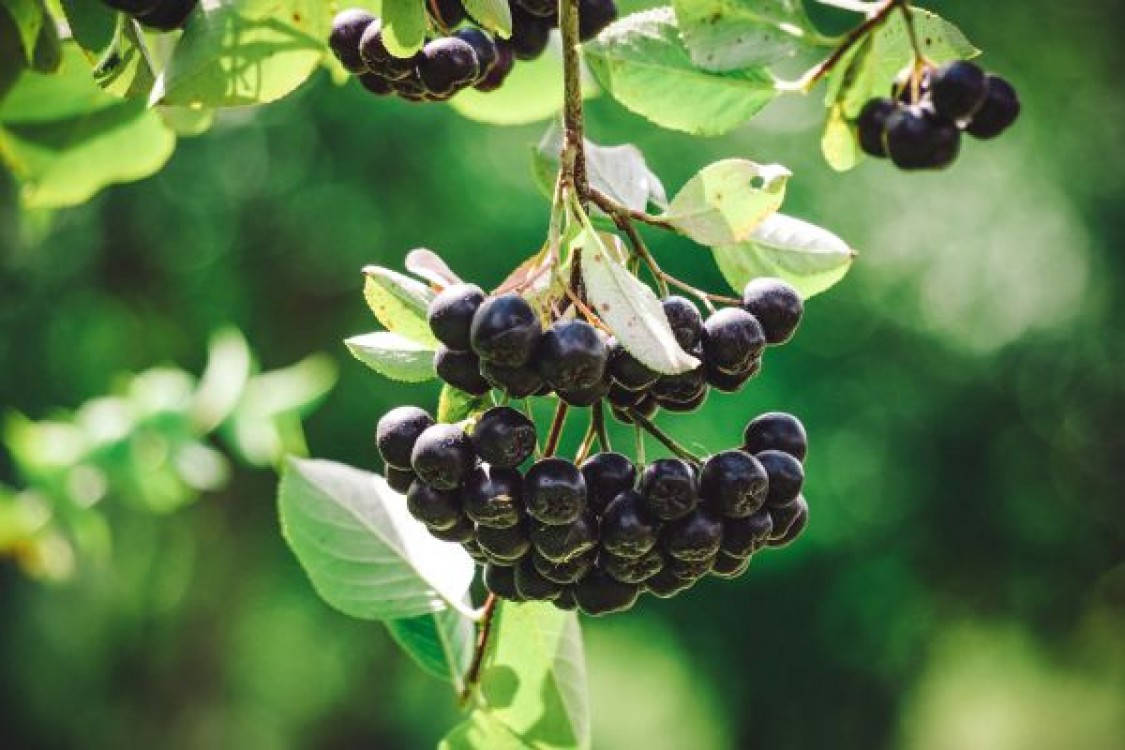 10 Beneficii ale consumului de aronia