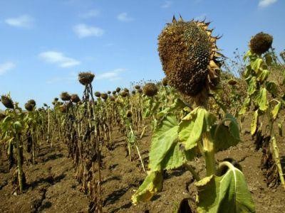Fermierii afectati de arsita de peste vara ar putea fi despagubiti. Ce trebuie sa faca in acest sens ?