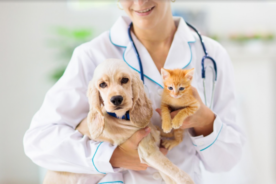 De ce sunt importante controalele periodice ale animalelor de companie