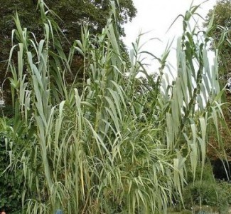 Arundo, o noua planta energetica