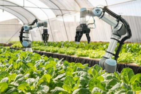 Lucratorii sezonieri, inlocuiti de roboti in Marea Britanie