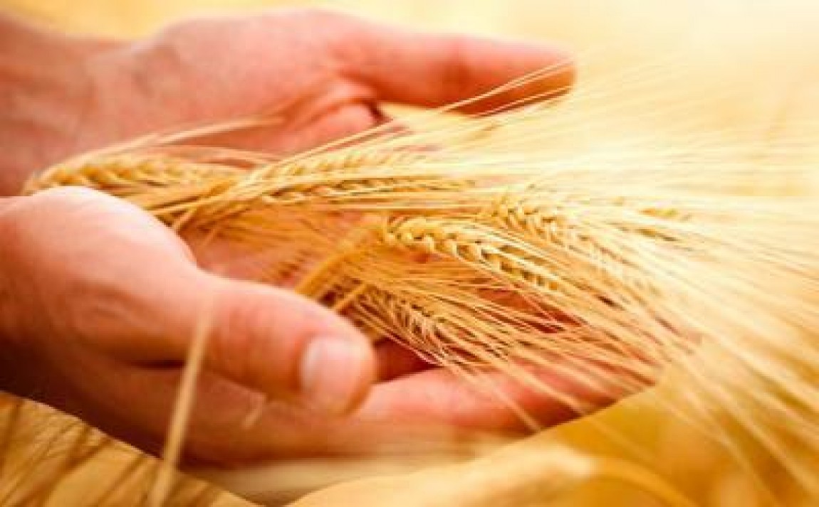 Botanoiu: Lipsa apei este factorul care influenteaza foarte mult veniturile agricultorilor