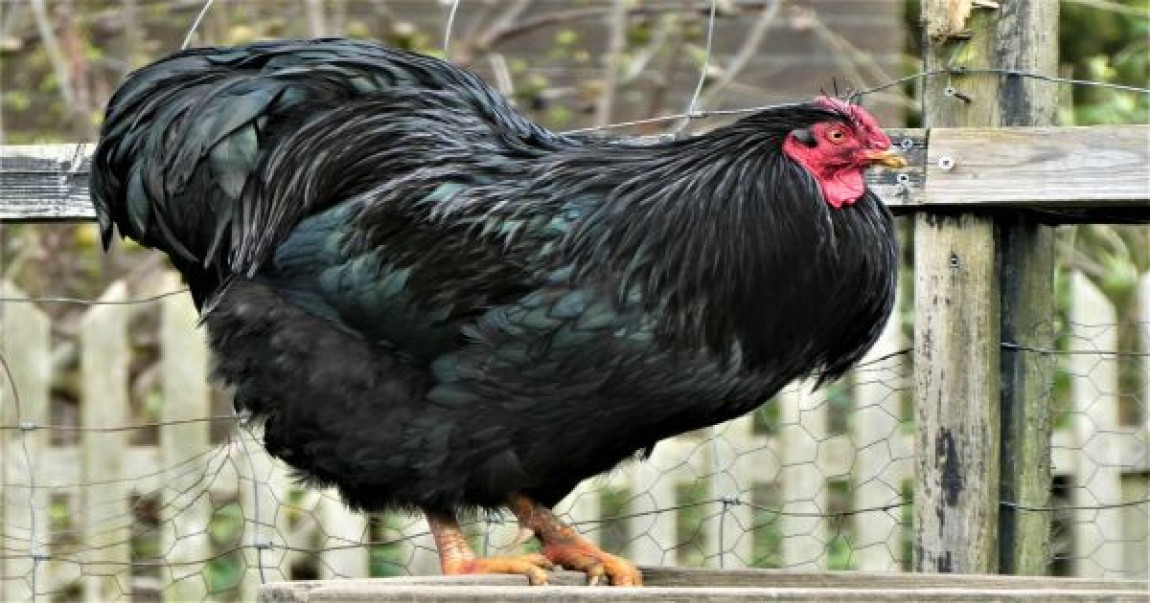 Australorp: Gaina campioana la ouat