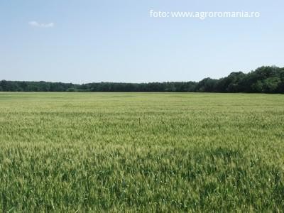 APIA va autoriza din 16 octombrie plata avansului subventiei pe suprafata catre fermieri