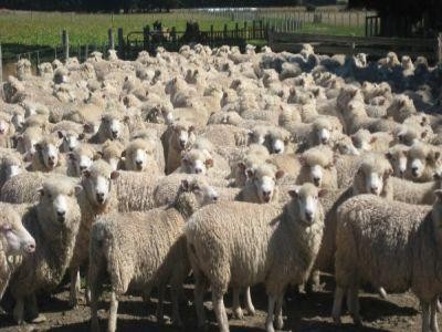 Care sunt crescatorii de animale care vor primi primii avansuri