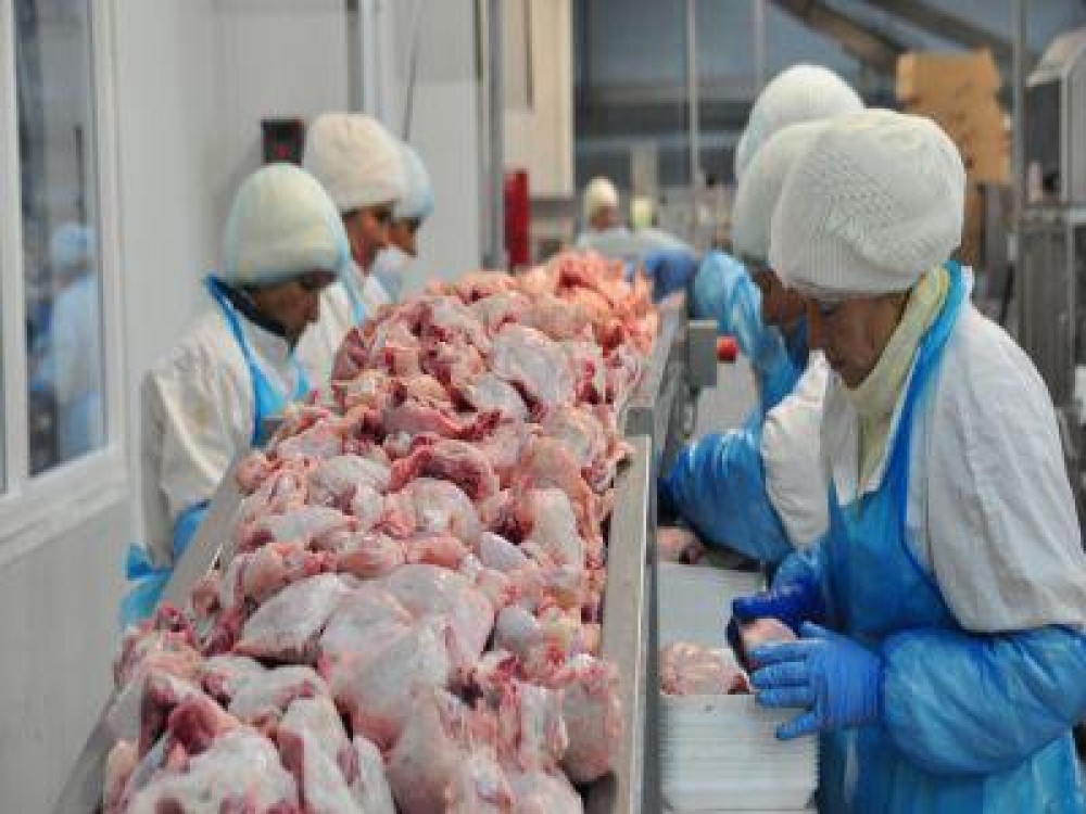 Indienii vor sa investeasca 150 de de milioane de dolari in sectorul avicol din Romania