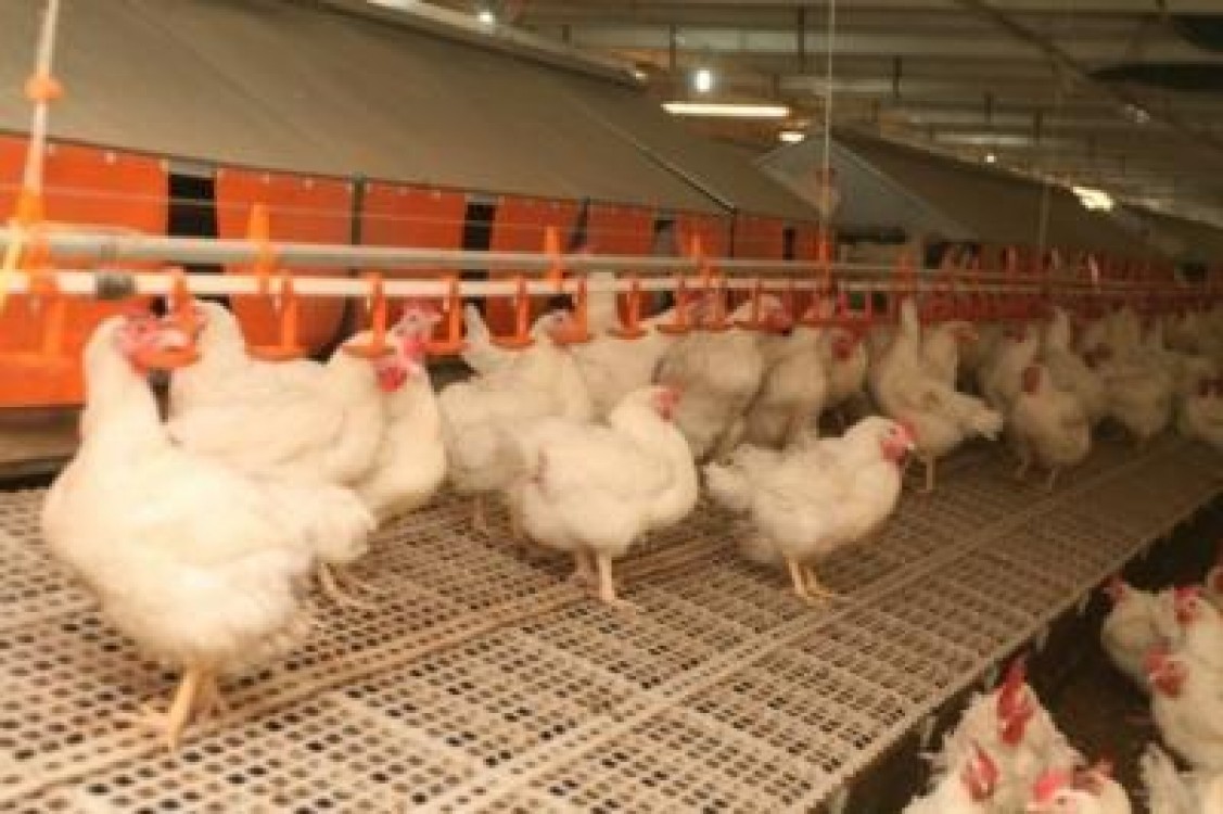 UCPR: TVA-ul de 24 la suta pentru carnea de pasare ar putea insemna pierderi de peste 61 de milioane de euro la buget