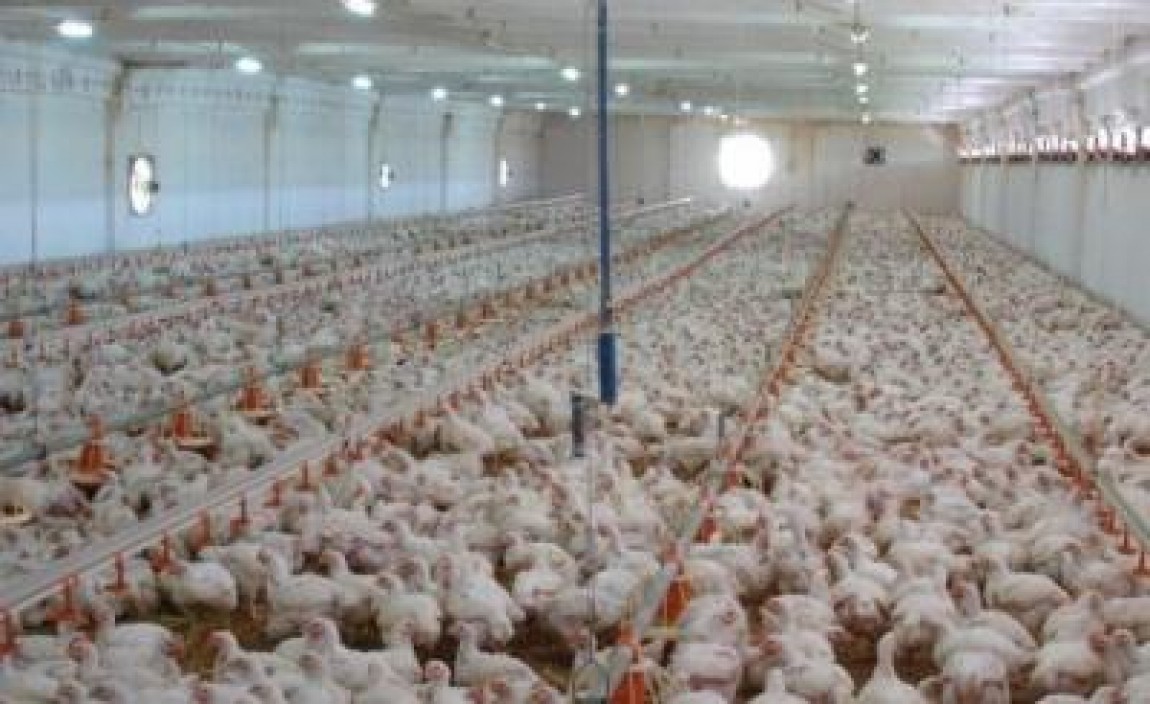 Avicola Brasov isi modernizeaza ferma de crestere a pasarilor