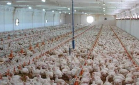 Avicola Brasov isi modernizeaza ferma de crestere a pasarilor