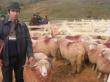 Rase de oi: Povestea varietatii Bala de Bistrita