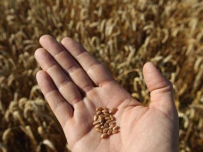Exportul de produse agroalimentare a inclinat pozitiv balanta comerciala