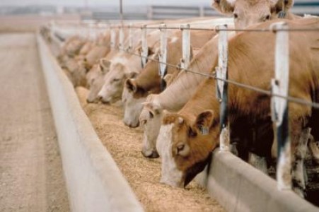 Cresterea cererii mondiale de alimente anunta noi oportunitati pentru producatorii de lapte
