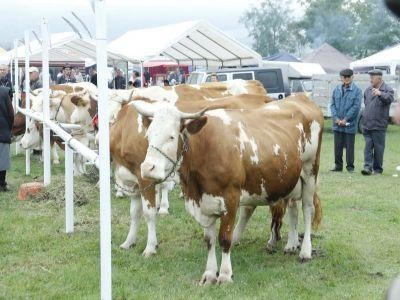 Asociatia Crescatorilor de Baltata Romaneasca a devenit membra a federatiei Pro Agro
