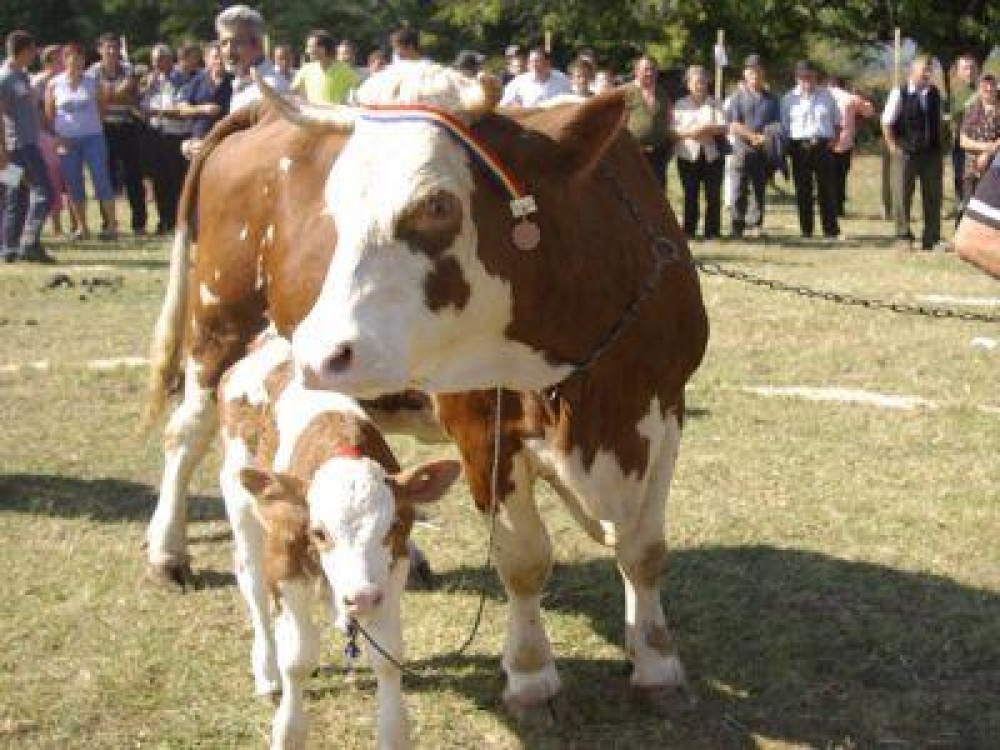 Targul Baltata romaneasca de la Bacia, a ajuns la a 14-a editie