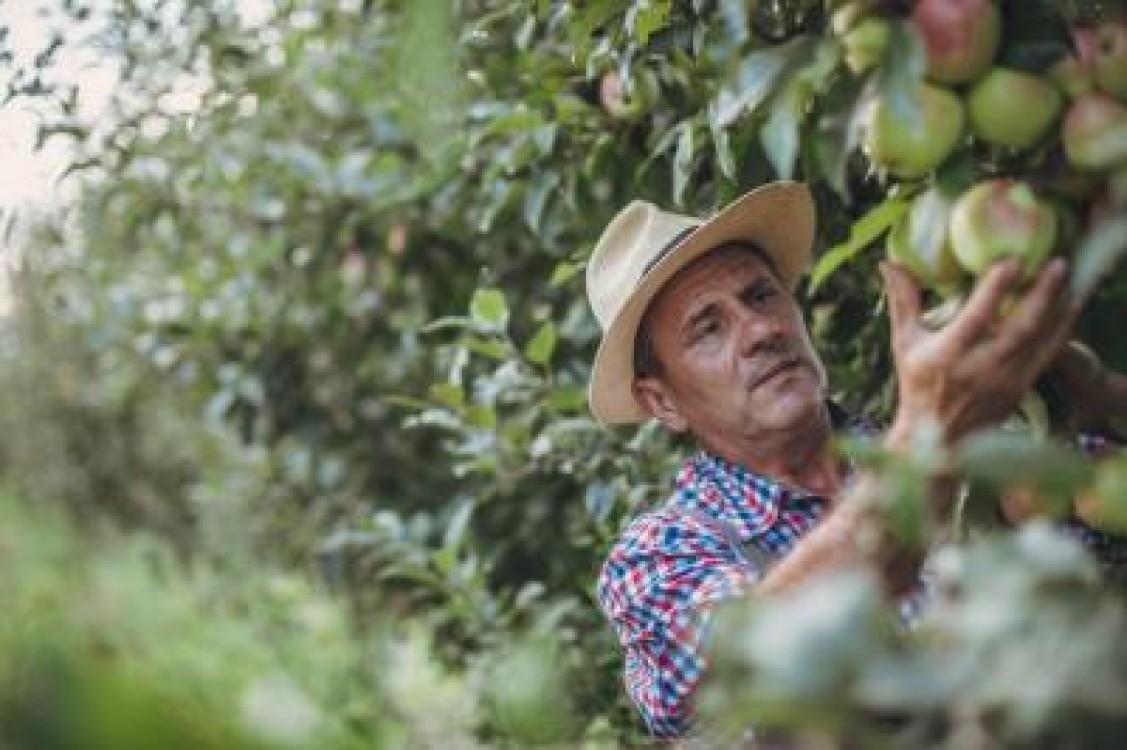 Cum previi si combati fainarea si rapanul in livada de meri. Tratamente avansate pentru stoparea agentilor patogeni