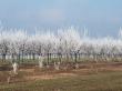 3 lucrari de iarna vitale pentru pomii fructiferi