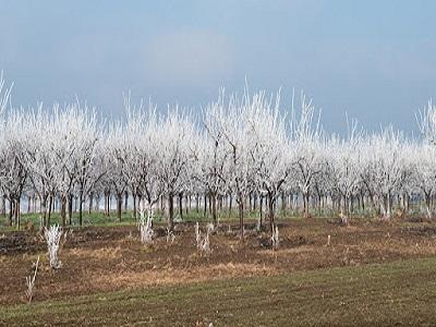 3-lucrari-de-iarna-vitale-pentru-pomii-fructiferi