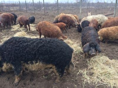 Conditii de eligibilitate pentru programul de sprijin destinat crescatorilor de porci Bazna si Mangalita