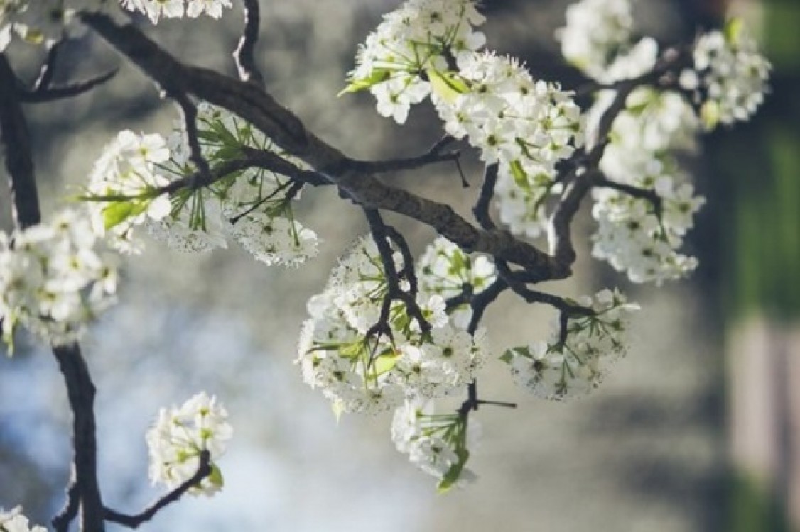 Tratament pomi fructiferi: aplicarea fungicidului zeama bordeleza