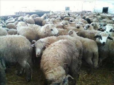 Subventii de 50 de la suta pentru achizitia berbecutilor de reproductie