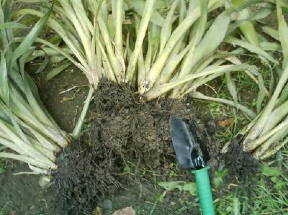 Despartirea tufei la plantele perene
