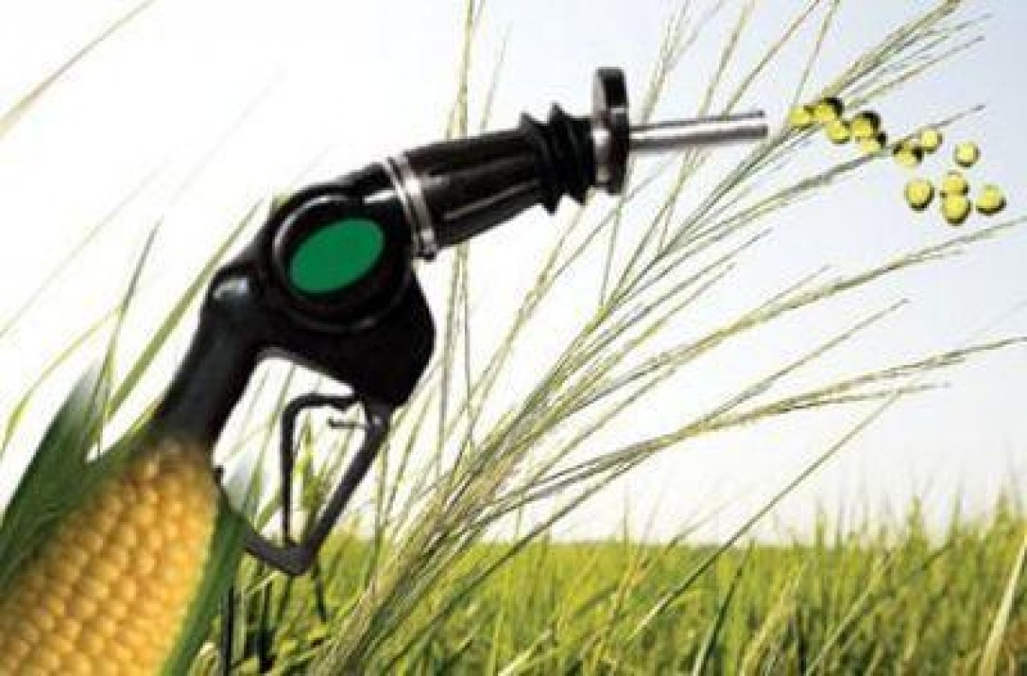 Productia de biocarburanti pune presiune pe terenurile agricole