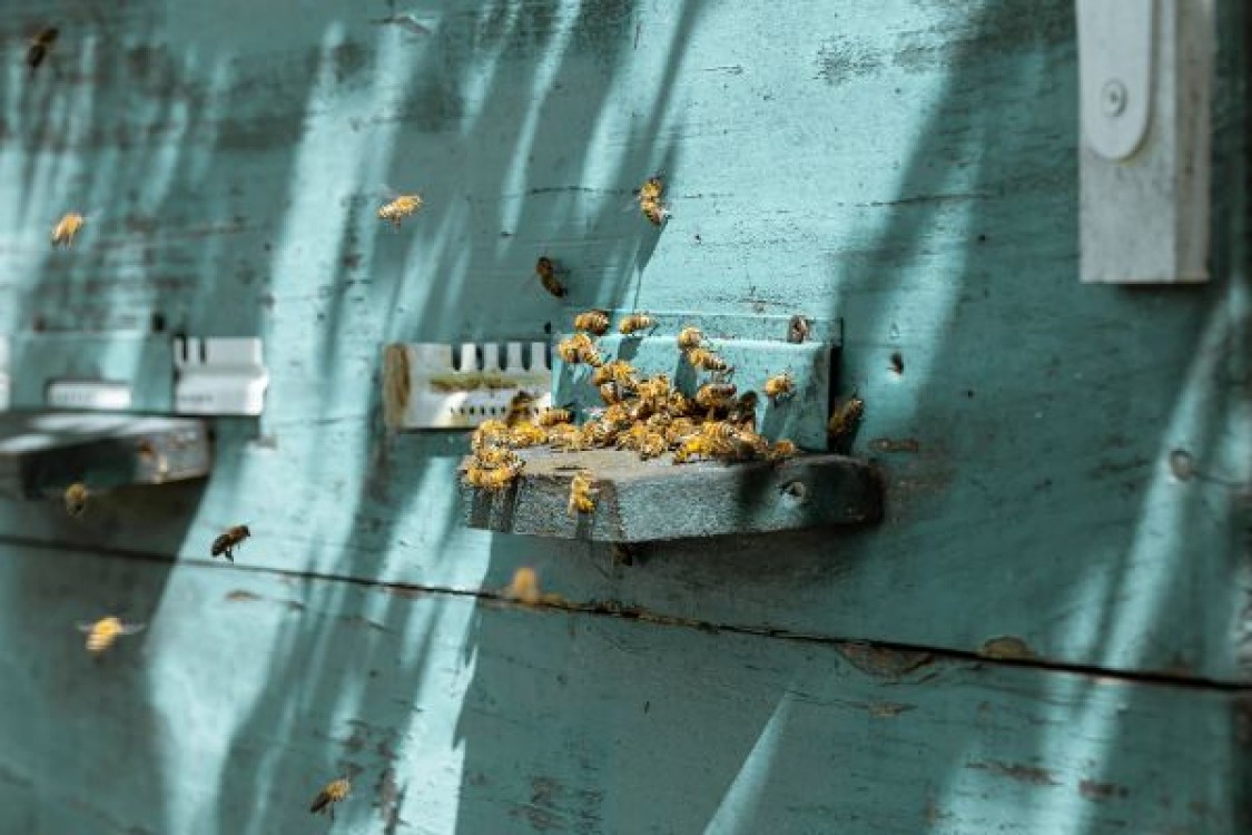 Un an dificil in apicultura. Canicula topeste fagurii