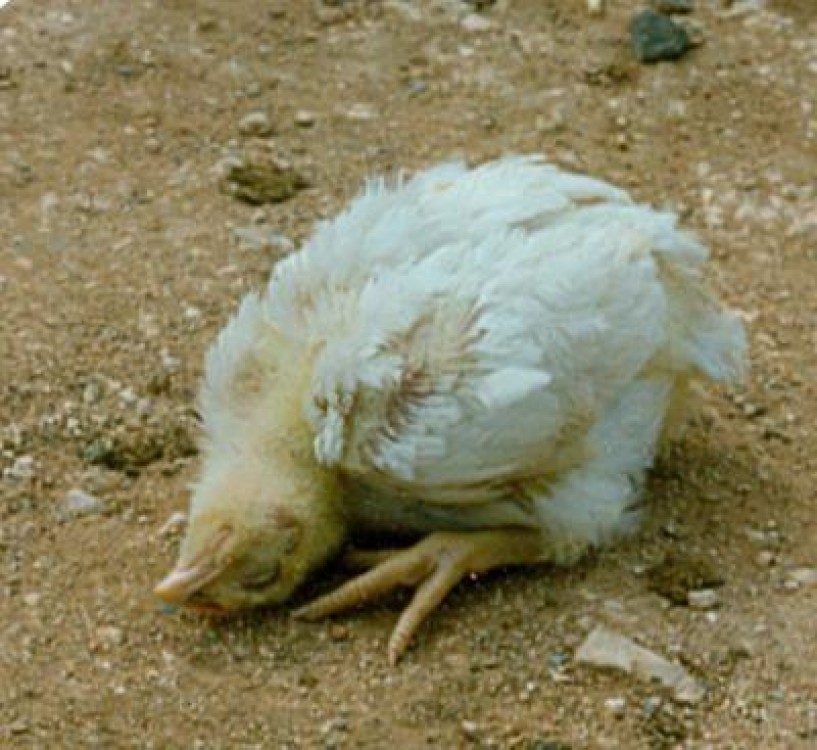 Focar de pseudopesta aviara la Brasov, la Tohanul Vechi