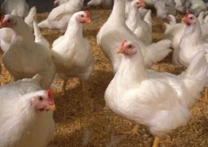 Boala Newcastle, depistata in mai multe gospodarii brasovene