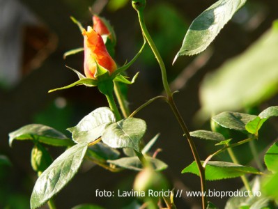 Trandafirii nu trebuie udaţi şi stropiţi zilnic