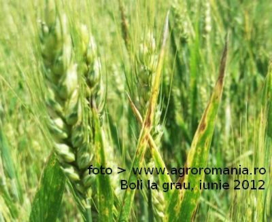 Cum au afectat culturile ploile din ultimele saptamani